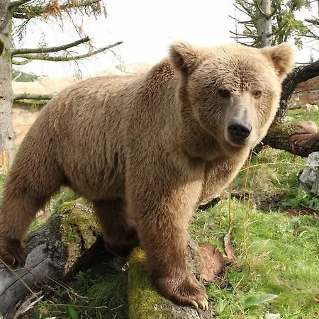 U Malse 12 Ceske Budejovice